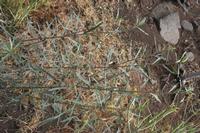 06-05-2009 : Tenerife, Jour 03, El Buen Paso, Mirador de Lomo Molino, Mirador de la Monja
