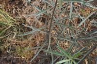 06-05-2009 : Tenerife, Jour 03, El Buen Paso, Mirador de Lomo Molino, Mirador de la Monja