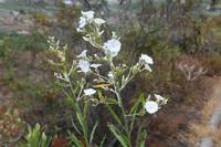 06-05-2009 : Tenerife, Jour 03, El Buen Paso, Mirador de Lomo Molino, Mirador de la Monja