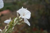 06-05-2009 : Tenerife, Jour 03, El Buen Paso, Mirador de Lomo Molino, Mirador de la Monja