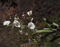 06-12-2001 : Tenerife, Jour 03, Barranco del infernio près d'Adeje