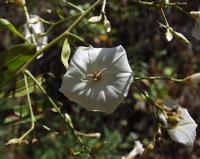 06-12-2001 : Tenerife, Jour 03, Barranco del infernio près d'Adeje