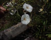 06-12-2001 : Tenerife, Jour 03, Barranco del infernio près d'Adeje