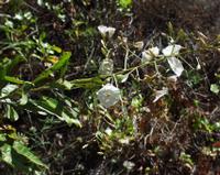 06-12-2001 : Tenerife, Jour 03, Barranco del infernio près d'Adeje