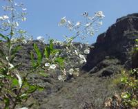 06-12-2001 : Tenerife, Jour 03, Barranco del infernio près d'Adeje