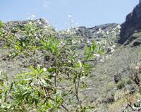 06-12-2001 : Tenerife, Jour 03, Barranco del infernio près d'Adeje