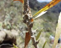 06-12-2001 : Tenerife, Jour 03, Barranco del infernio près d'Adeje