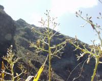 06-12-2001 : Tenerife, Jour 03, Barranco del infernio près d'Adeje
