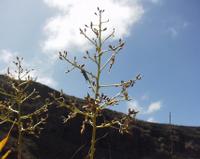06-12-2001 : Tenerife, Jour 03, Barranco del infernio près d'Adeje