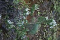 05-31-2009 : La Gomera, Jour 02, Hermigua, Vallehermoso, los Chorros de Epina