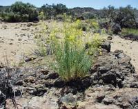 06-10-2001 : Tenerife, Jour 01, El Portillo JB, las Cañadas