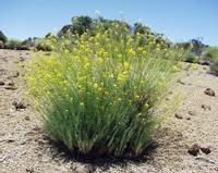 06-10-2001 : Tenerife, Jour 01, El Portillo JB, las Cañadas