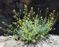 06-10-2001 : Tenerife, Jour 01, El Portillo JB, las Cañadas