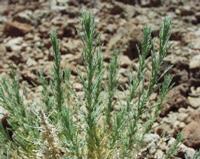 06-10-2001 : Tenerife, Jour 01, El Portillo JB, las Cañadas