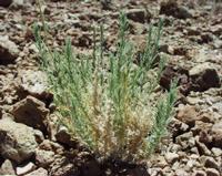 06-10-2001 : Tenerife, Jour 01, El Portillo JB, las Cañadas