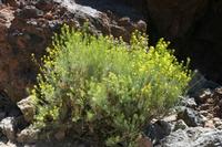 06-04-2009 : Tenerife, Jour 02, El Portillo JB, las Cañadas, Caldera du Teide