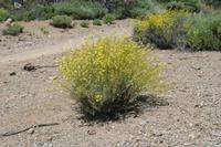 06-04-2009 : Tenerife, Jour 02, El Portillo JB, las Cañadas, Caldera du Teide