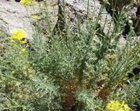 06-10-2001 : Tenerife, Jour 01, El Portillo JB, las Cañadas