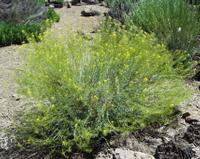 06-10-2001 : Tenerife, Jour 01, El Portillo JB, las Cañadas