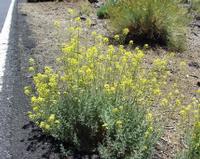 06-10-2001 : Tenerife, Jour 01, El Portillo JB, las Cañadas