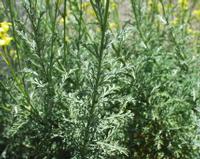 06-10-2001 : Tenerife, Jour 01, El Portillo JB, las Cañadas