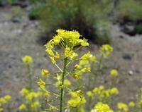 06-10-2001 : Tenerife, Jour 01, El Portillo JB, las Cañadas