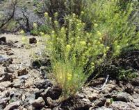 06-10-2001 : Tenerife, Jour 01, El Portillo JB, las Cañadas