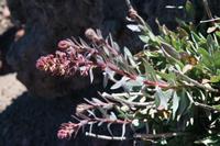 05-27-2009 : La Palma, Jour 05, Roque de los muchachos, Caldera de Taburiente, Observatoires, El Time