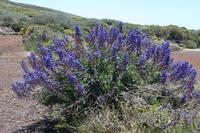 05-27-2009 : La Palma, Jour 05, Roque de los muchachos, Caldera de Taburiente, Observatoires, El Time