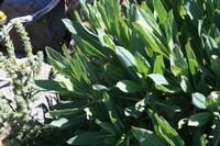 05-27-2009 : La Palma, Jour 05, Roque de los muchachos, Caldera de Taburiente, Observatoires, El Time