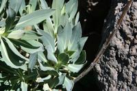 05-27-2009 : La Palma, Jour 05, Roque de los muchachos, Caldera de Taburiente, Observatoires, El Time