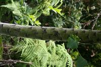 05-28-2009 : La Palma, Jour 06, Cubo de la Galga, Playa de Nogales