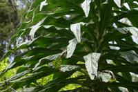 05-28-2009 : La Palma, Jour 06, Cubo de la Galga, Playa de Nogales