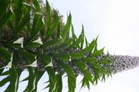 05-28-2009 : La Palma, Jour 06, Cubo de la Galga, Playa de Nogales