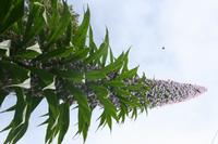 05-28-2009 : La Palma, Jour 06, Cubo de la Galga, Playa de Nogales