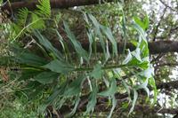05-28-2009 : La Palma, Jour 06, Cubo de la Galga, Playa de Nogales