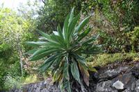 05-23-2009 : La Palma, Jour 01, Breña Baja, Mazo, la Montaña