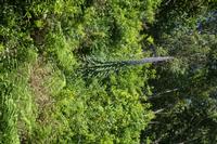 05-28-2009 : La Palma, Jour 06, Cubo de la Galga, Playa de Nogales