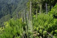 05-28-2009 : La Palma, Jour 06, Cubo de la Galga, Playa de Nogales
