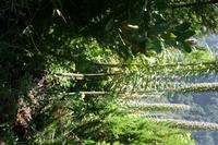 05-28-2009 : La Palma, Jour 06, Cubo de la Galga, Playa de Nogales