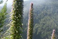 05-28-2009 : La Palma, Jour 06, Cubo de la Galga, Playa de Nogales