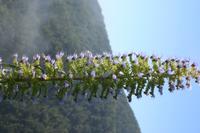 05-28-2009 : La Palma, Jour 06, Cubo de la Galga, Playa de Nogales