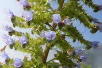 05-28-2009 : La Palma, Jour 06, Cubo de la Galga, Playa de Nogales