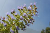 05-28-2009 : La Palma, Jour 06, Cubo de la Galga, Playa de Nogales