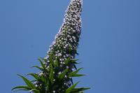 05-29-2009 : La Palma, Jour 07, Barlovento, Fuente de los Poleos