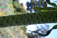 05-29-2009 : La Palma, Jour 07, Barlovento, Fuente de los Poleos