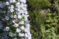 05-29-2009 : La Palma, Jour 07, Barlovento, Fuente de los Poleos