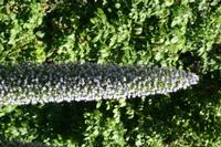 05-29-2009 : La Palma, Jour 07, Barlovento, Fuente de los Poleos