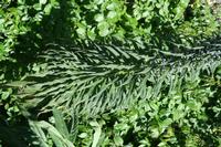 05-29-2009 : La Palma, Jour 07, Barlovento, Fuente de los Poleos