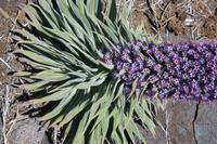 05-27-2009 : La Palma, Jour 05, Roque de los muchachos, Caldera de Taburiente, Observatoires, El Time